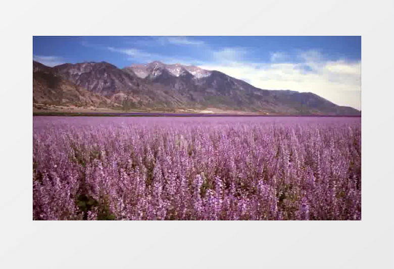 唯美高山紫色薰衣草实拍视频（有音乐）
