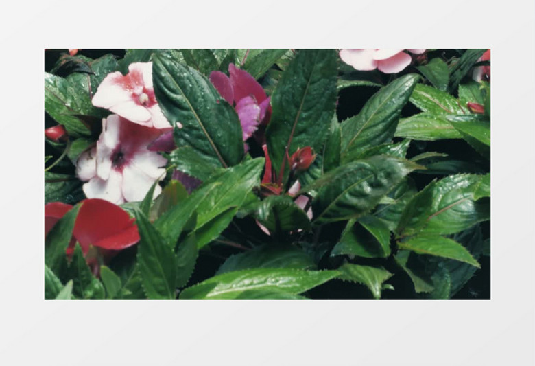 花朵复古风展示实拍视频