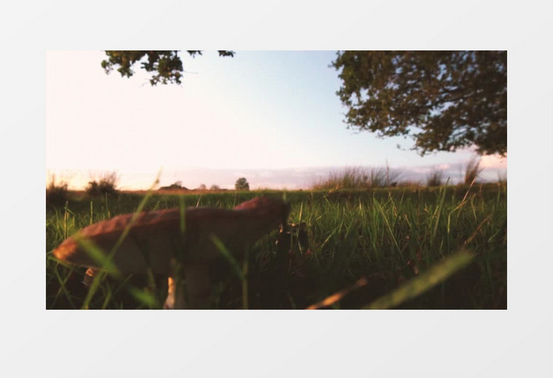 草地上蘑菇美丽唯美风景视频