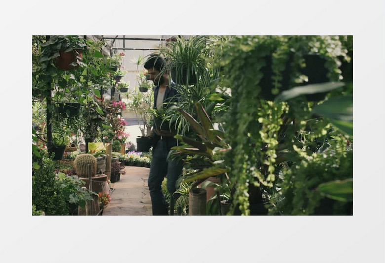 男人在植物园整理盆栽实拍视频素材