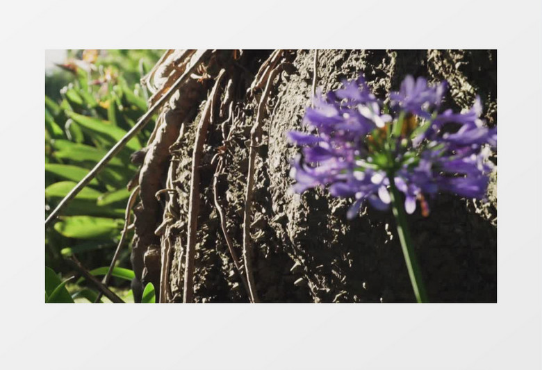 阳光下紫色花朵盛开特写实拍视频
