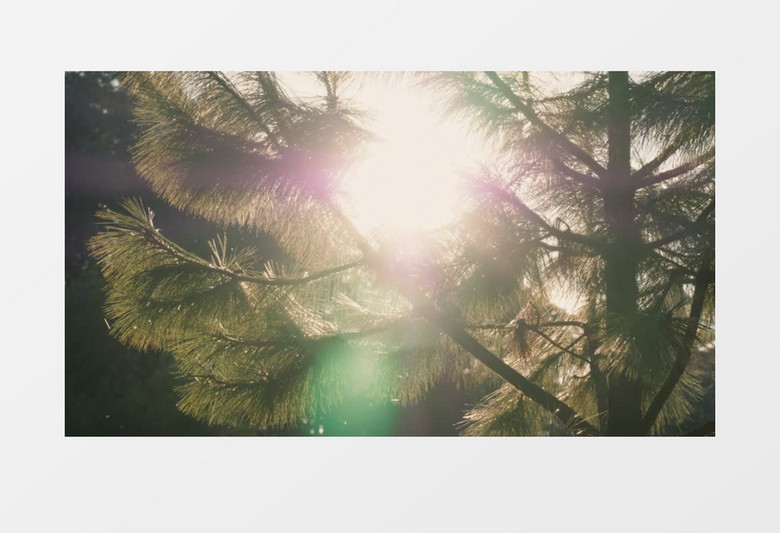 透过阳光拍摄松树实拍视频