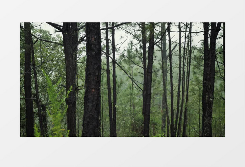 温带森林树木景观风景实拍视频