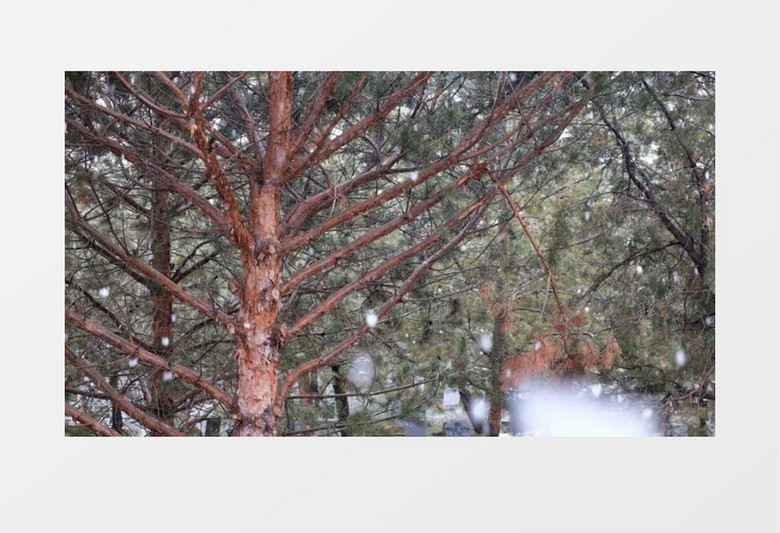 森林下雪美丽风景实拍视频