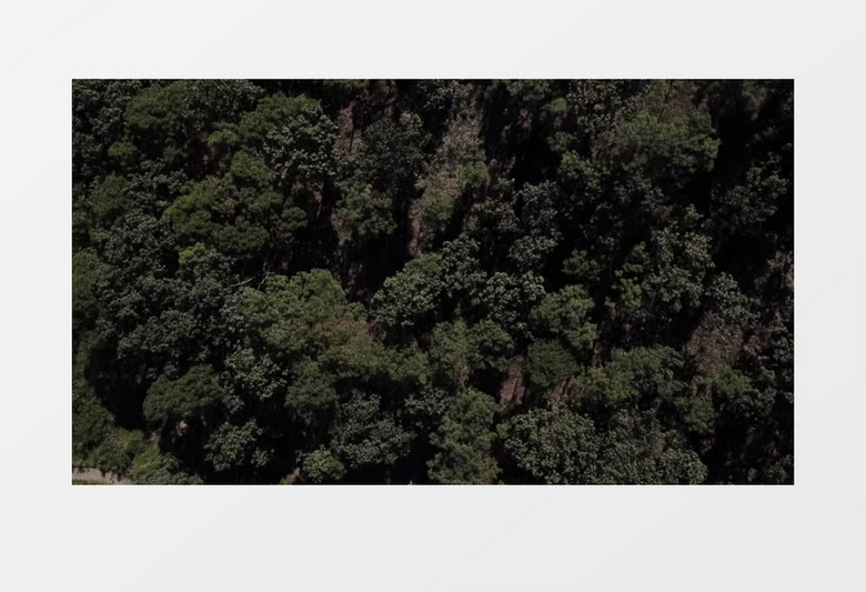 森林鸟瞰壮观风景实拍视频
