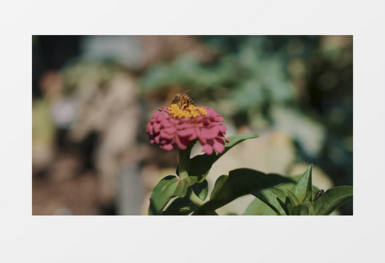蜜蜂花丛采蜜景象风景实拍视频