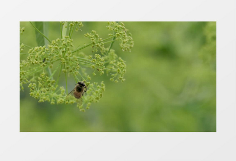 蜜蜂采花粉风景实拍视频