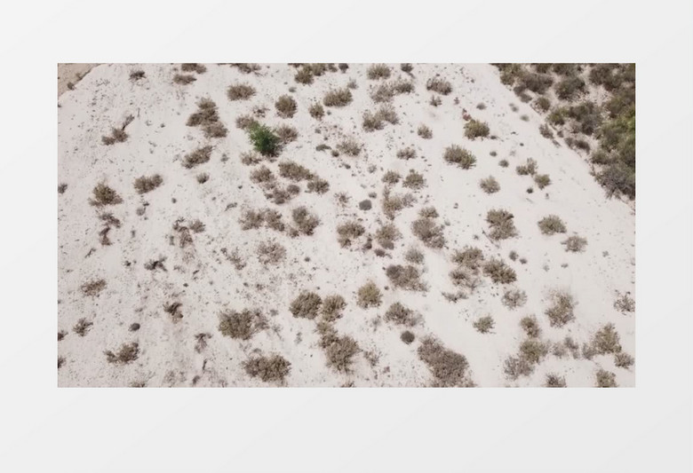 沙漠植被自然景色实拍视频