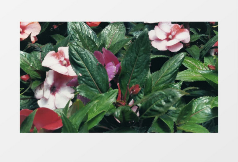 绿色鲜花美丽花丛风景实拍视频