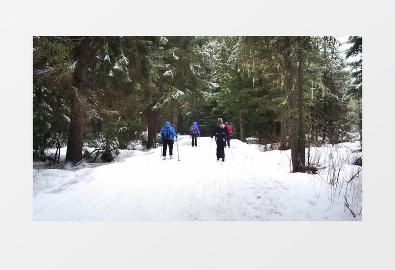 松树林里的滑雪者实拍视频素材