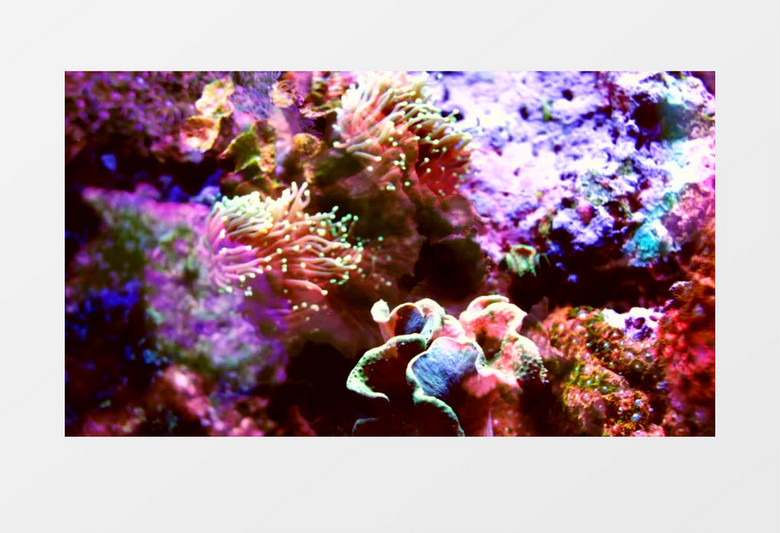 海底世界自然景色实拍视频
