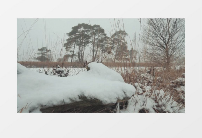 皑皑白雪覆盖森林冬天实拍视频