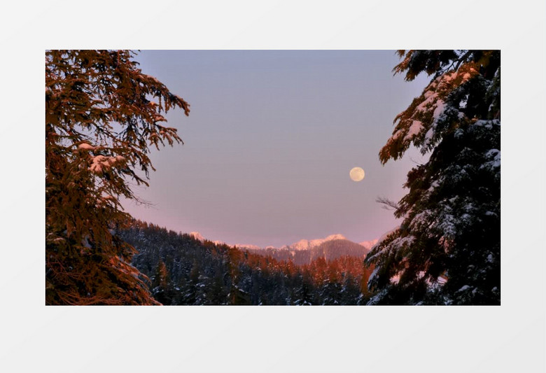 月亮天空下雪森林美景实拍视频