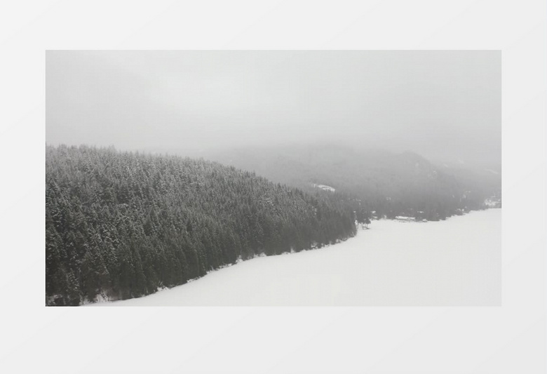 被白雪覆盖的茂密森林松树景观实拍视频