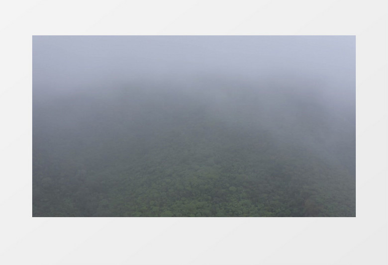 森林上雾实拍视频