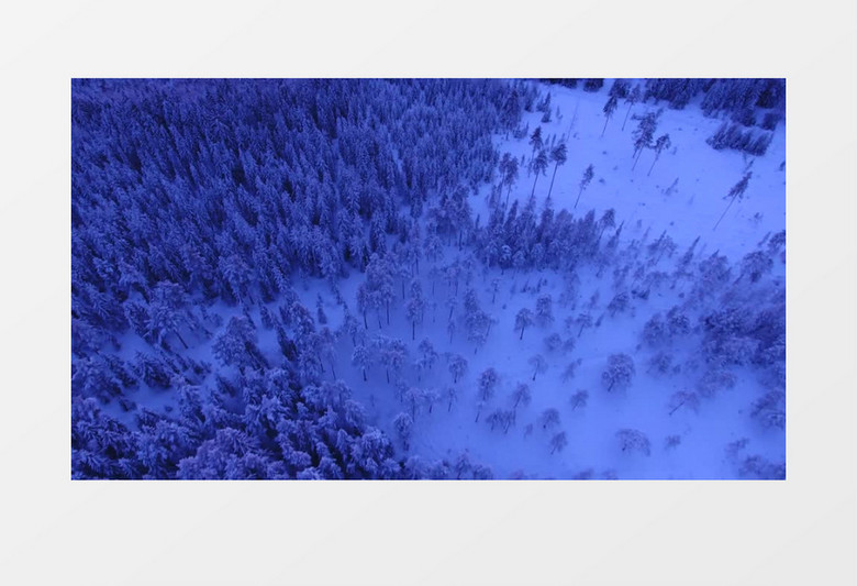 大雪覆盖中的松柏日出实拍视频素材