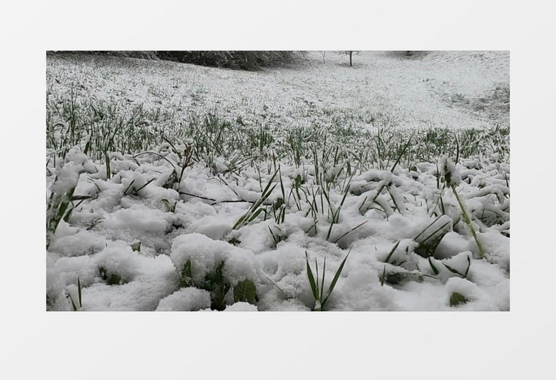 狗狗子在被雪覆盖的草地上奔跑实拍视频素材