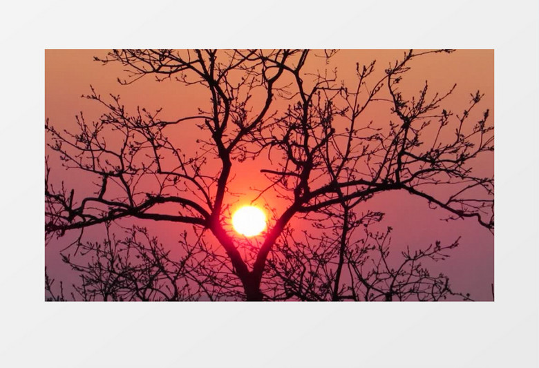 红红的落日映照在枯树上实拍视频素材