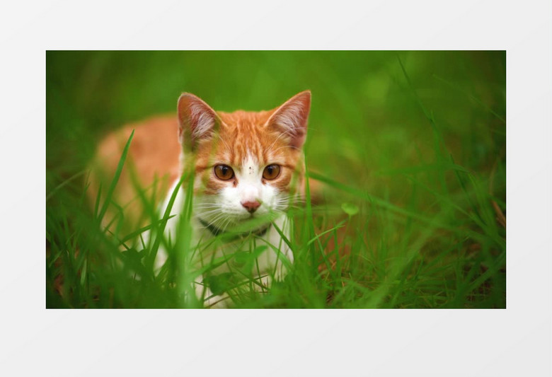 自然风光绿色草地猫咪萌宠实拍视频