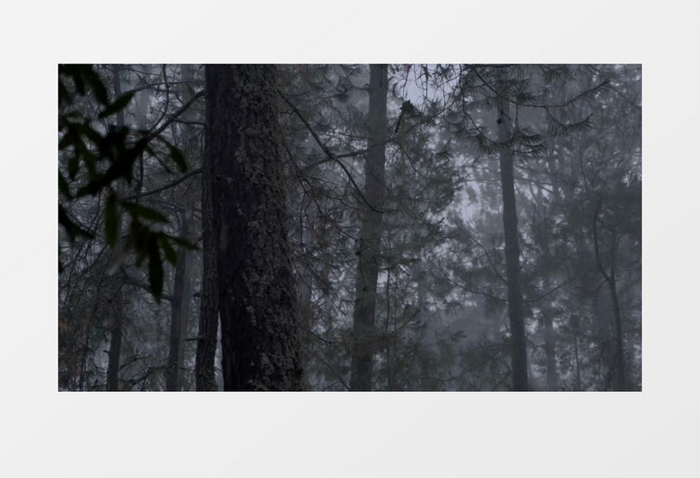 雨中森林雾气缭绕实拍视频素材