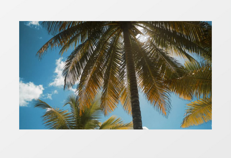 实拍蓝色天空椰子树穿透了阳光视频素材  