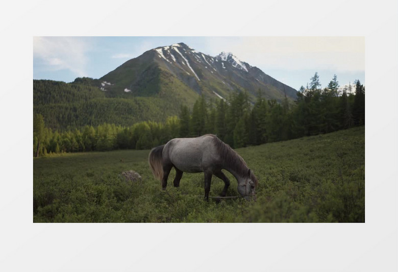 一匹棕色的马在郊外的草地上吃草实拍视频素材