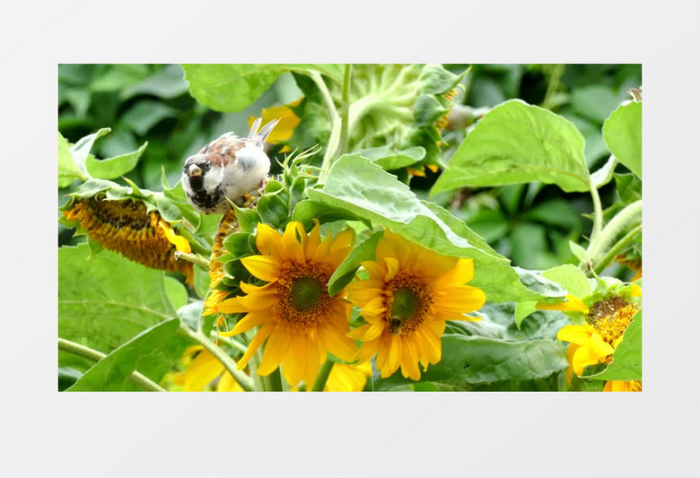 小鸟在吃向日葵上的葵花籽实拍视频素材