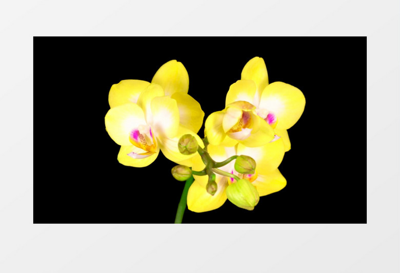 鲜艳的黄色兰花生长动画后期素材  