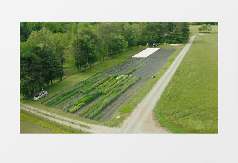 高清实拍郊外的花圃和草地实拍视频素材