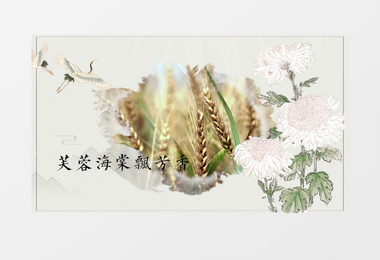 简约素雅二十四节气白露图文展示pr模板