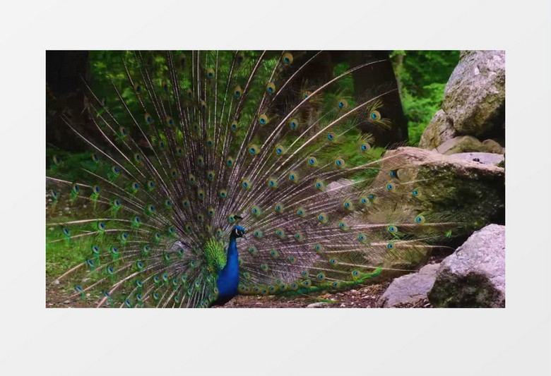 孔雀开屏展示自己的羽毛实拍视频素材