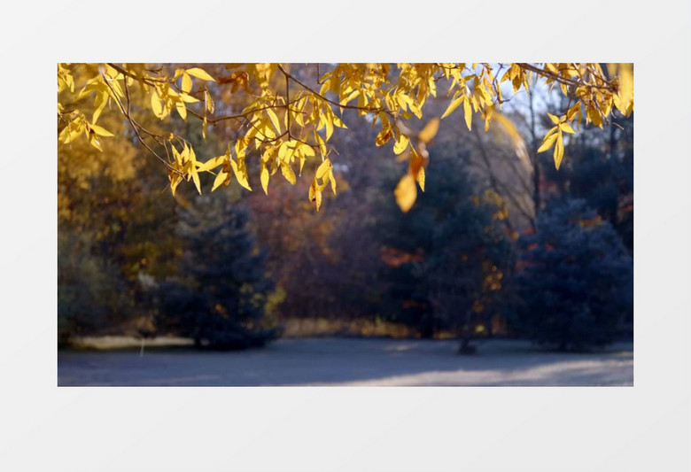 实拍枯黄的树叶不断飘落实拍视频素材
