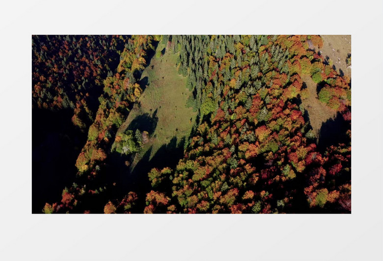 秋季树叶开始变黄的山林植被实拍视频素材