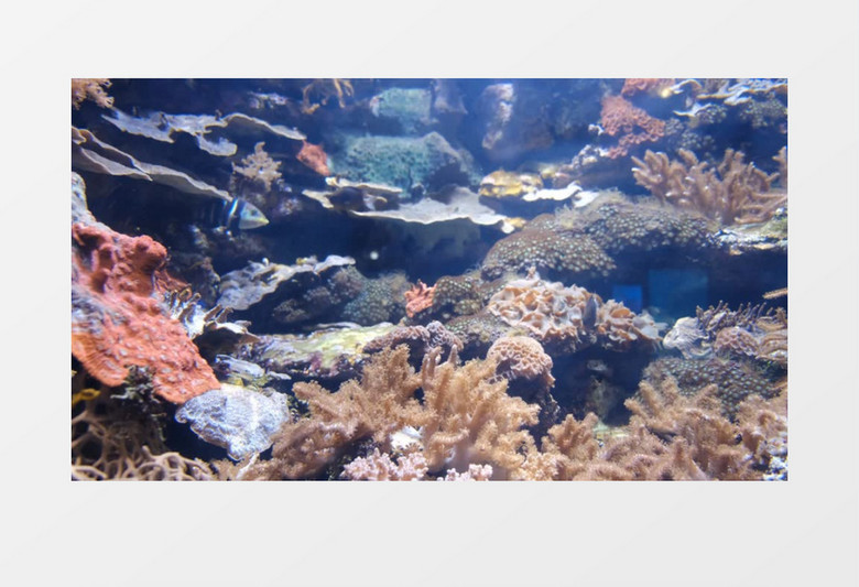 各种深海鱼在海底游来游去实拍视频素材
