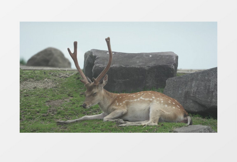 一头梅花鹿在草地上休息实拍视频素材