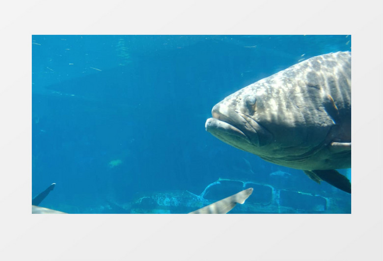 一条大石斑鱼在海底穿行实拍视频素材