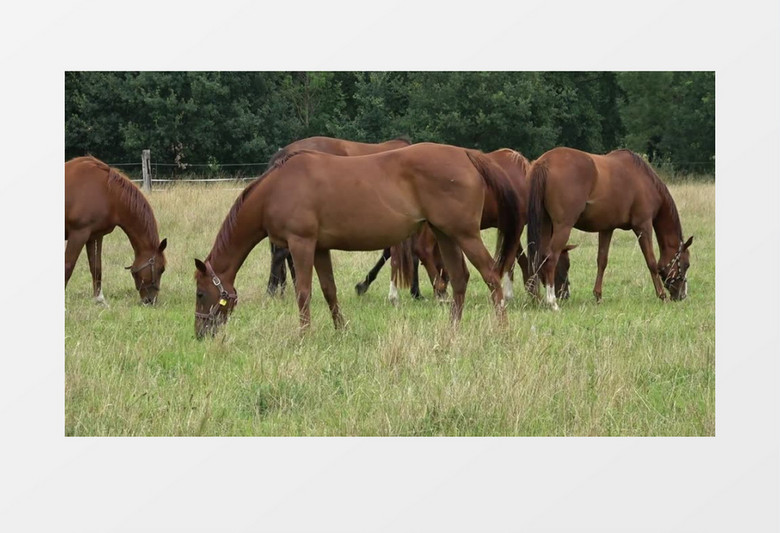 一群马在草地上吃草实拍视频素材