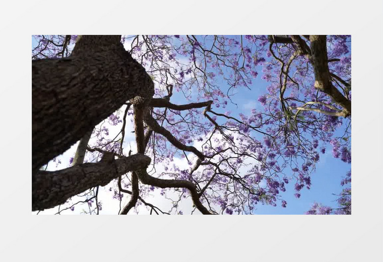 高耸入云的紫色樱花树实拍视频素材