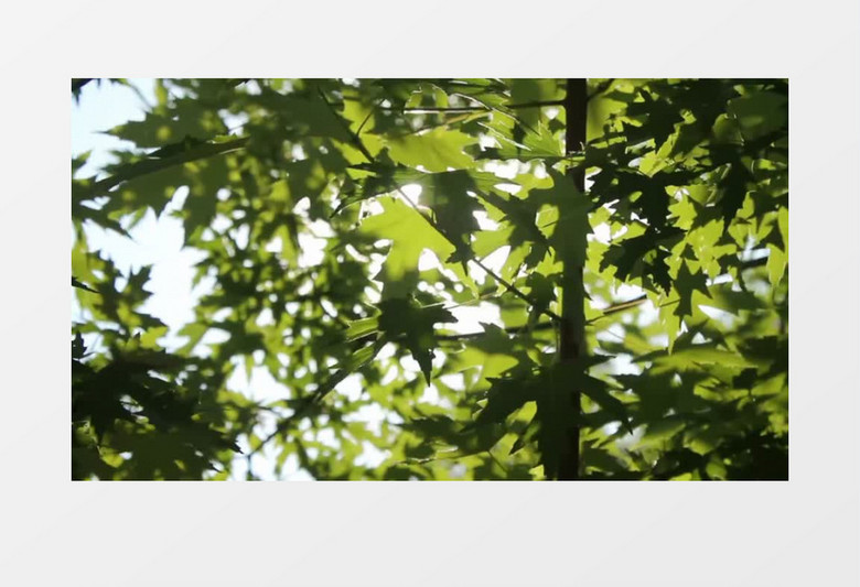 春天树叶树木实拍背景视频（带音乐）