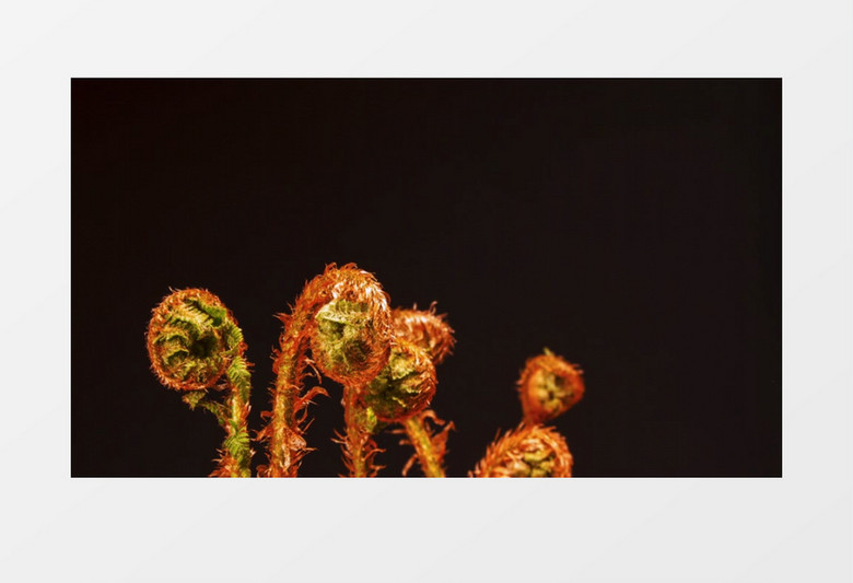 延时拍摄植物慢慢生长的过程实拍视频素材