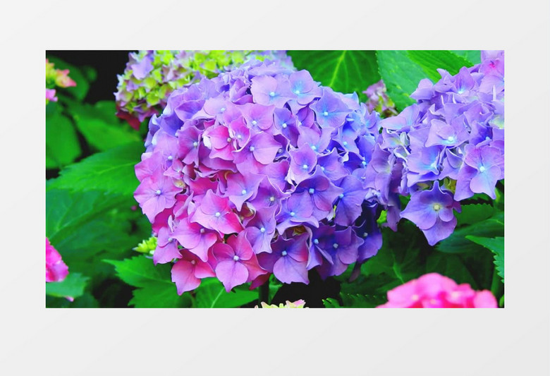 盛开的紫色绣球花实拍视频素材