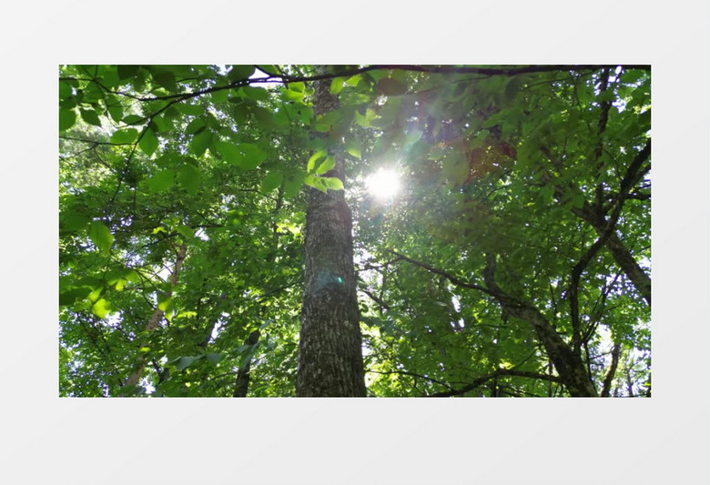 阳光透过树叶撒下斑驳的阳光实拍视频素材
