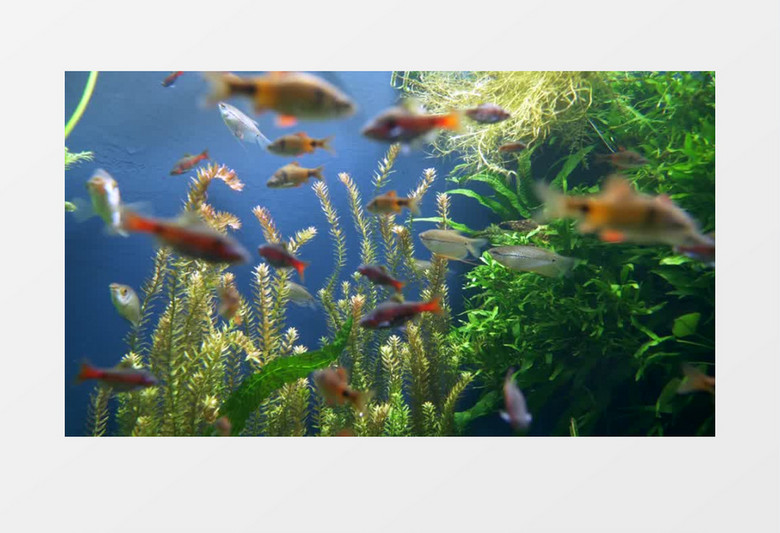 在水中自由自在游走的鱼群实拍视频素材