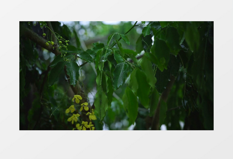 下雨天雨滴不断滴落在树叶上实拍视频素材