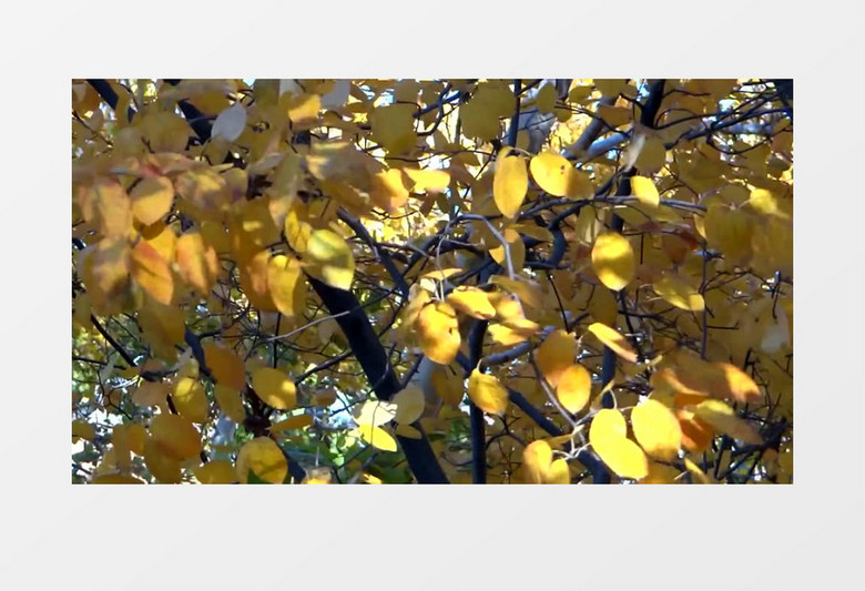 枯黄的树叶在风中摇晃实拍视频素材