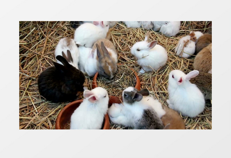 一群小兔子围坐在一起吃草实拍视频素材