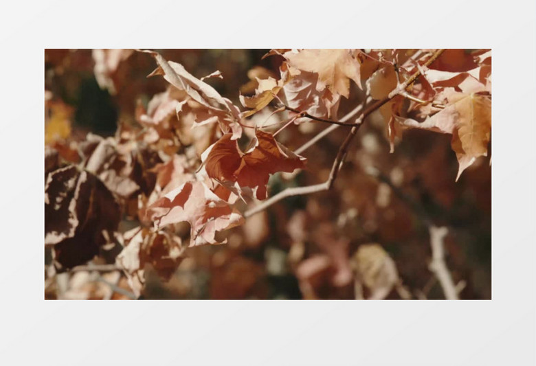 秋季枯黄的树叶在风中摇晃实拍视频素材