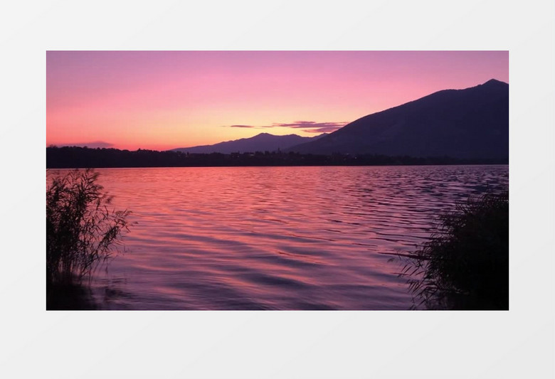夕阳下的小鸭子在湖面游荡实拍视频素材