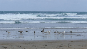 白天户外海滩沙滩海鸥觅食嬉戏实拍视频素材
