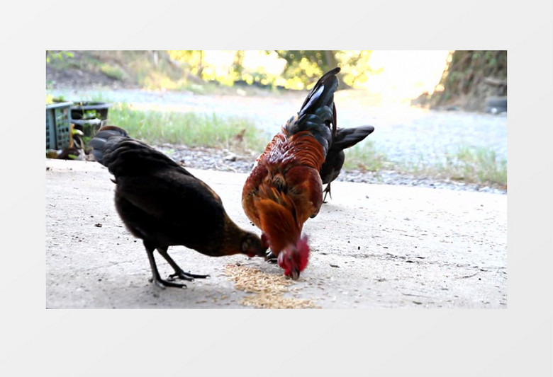 喂养家禽鸡吃谷粒视频素材MP4实拍视频素材